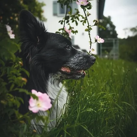 Bergblick Lodge: Mit Sauna Und Panoramaterrassen Holiday home Gerabronn